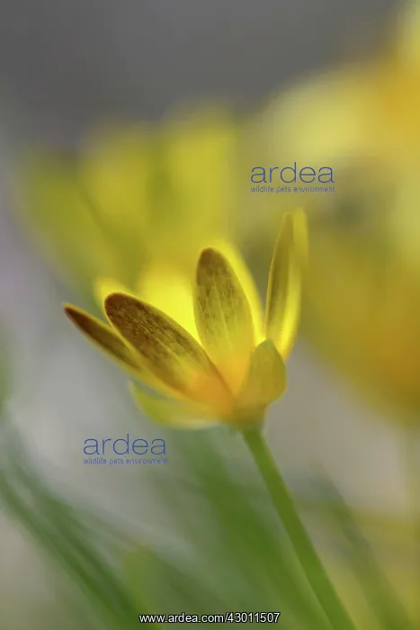 : Lesser Celandine Flower : Lesser Celandine Flower