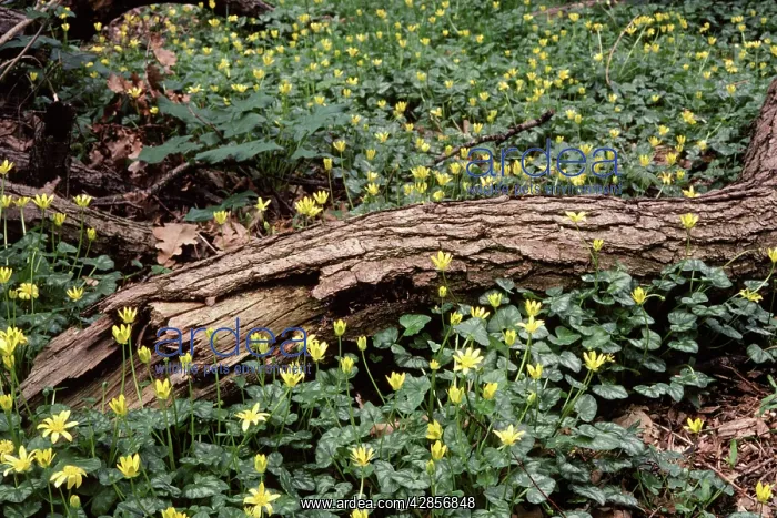 : Lesser Celandine - in flower, in woodland : Lesser Celandine - in flower, in woodland
