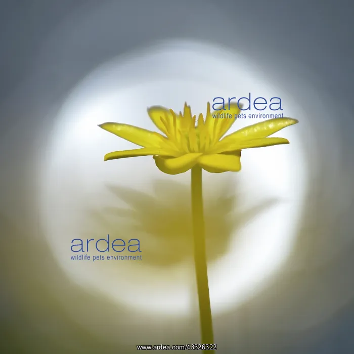  : Lesser Celandine (Ranunculus ficaria) blooming