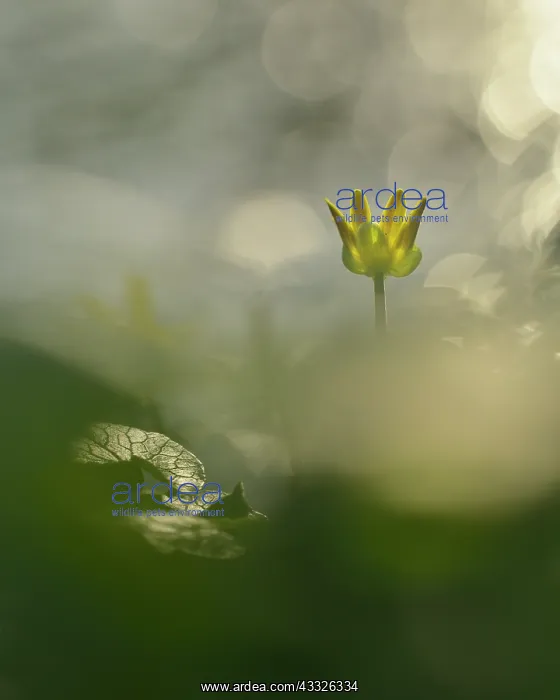 : Lesser Celandine (Ranunculus ficaria) blooming : Lesser Celandine (Ranunculus ficaria) blooming