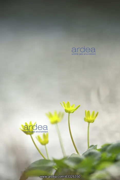 : Lesser Celandine (Ranunculus ficaria) blooming : Lesser Celandine (Ranunculus ficaria) blooming