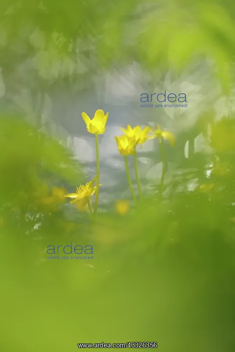 : Lesser Celandine (Ranunculus ficaria) blooming : Lesser Celandine (Ranunculus ficaria) blooming