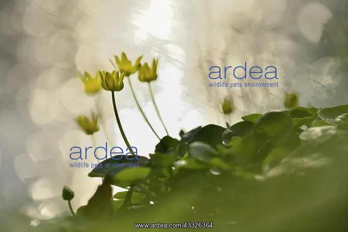 : Lesser Celandine (Ranunculus ficaria) blooming : Lesser Celandine (Ranunculus ficaria) blooming