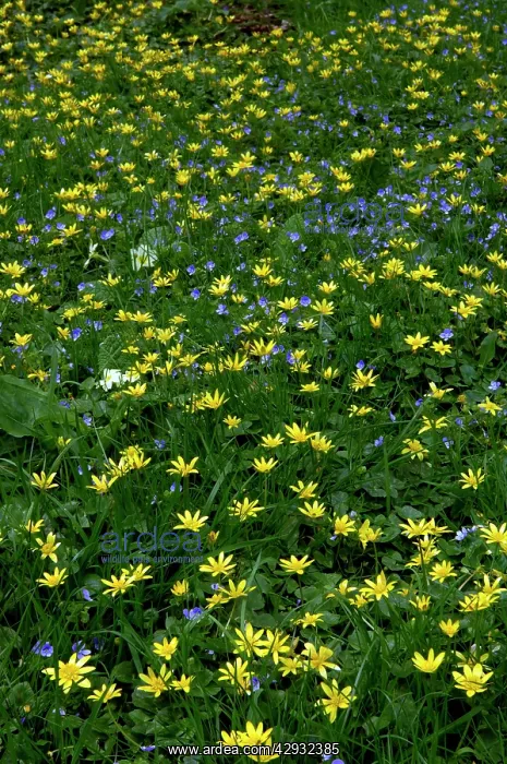 : Lesser celandine & Slender speedwell (Veronica : Lesser celandine & Slender speedwell (Veronica