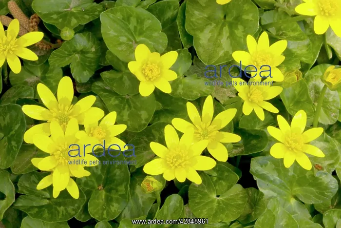 : Lesser Celandines : Lesser Celandines
