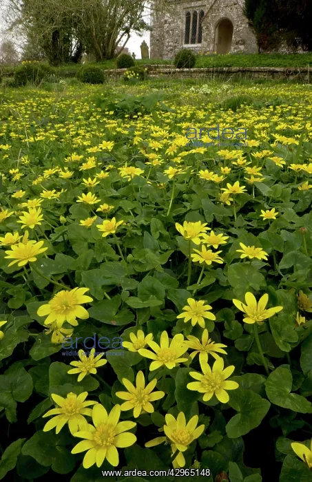: Lesser Celandines : Lesser Celandines