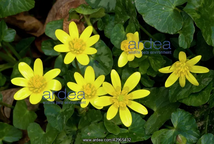 : Lesser Celandines : Lesser Celandines