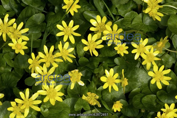 : Lesser celandines in flower : Lesser celandines in flower
