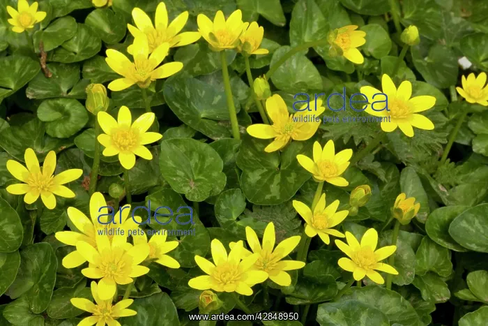: Lesser Celandines - in flower in spring sunshine : Lesser Celandines - in flower in spring sunshine