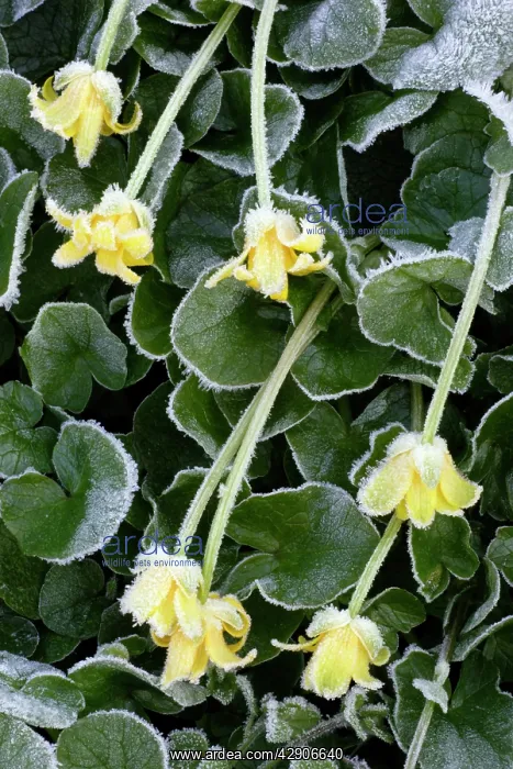 : Lesser Celendine - Flowers covered with early : Lesser Celendine - Flowers covered with early