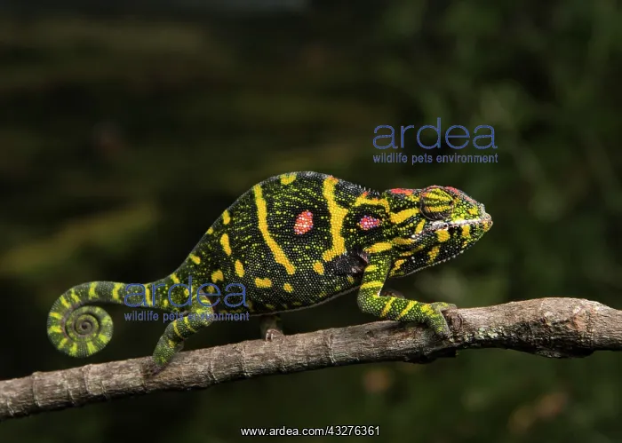 : Lesser chameleon (Furcifer minor), female on branch : Lesser chameleon (Furcifer minor), female on branch