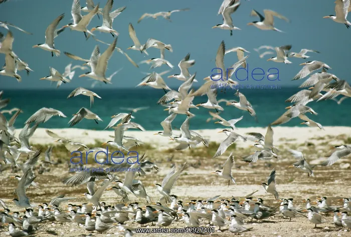  : LESSER CRESTED TERN