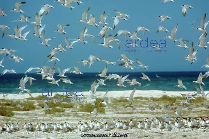 : Lesser Crested Tern - flock taking off : Lesser Crested Tern - flock taking off