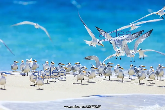 : Lesser crested terns (Thalasseus bengalensis) on : Lesser crested terns (Thalasseus bengalensis) on
