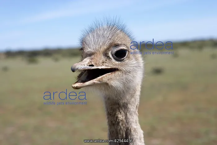 : Lesser / Darwin's Rhea : Lesser / Darwin's Rhea