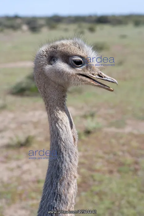: Lesser / Darwin's Rhea : Lesser / Darwin's Rhea