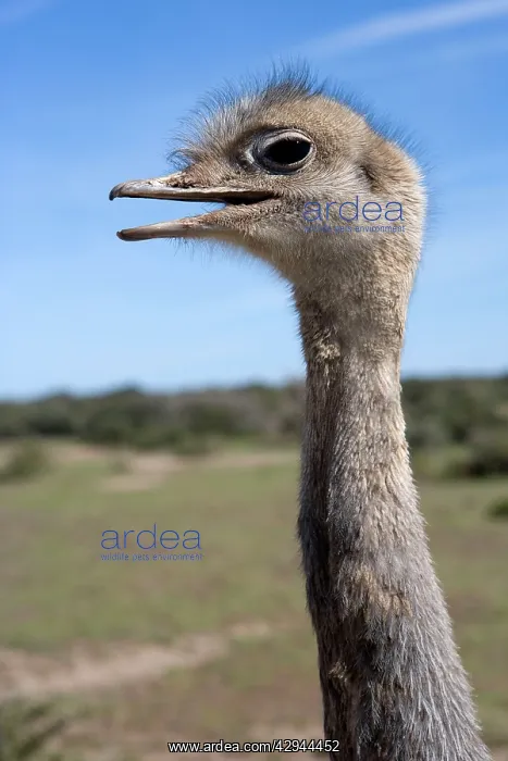 : Lesser / Darwin's Rhea : Lesser / Darwin's Rhea