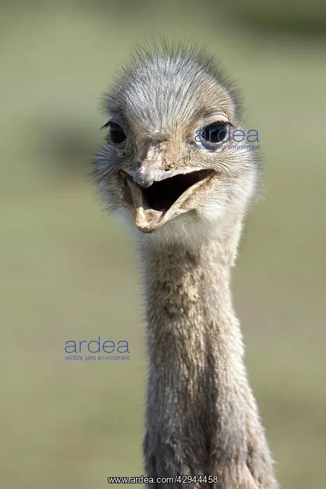 : Lesser / Darwin's Rhea : Lesser / Darwin's Rhea