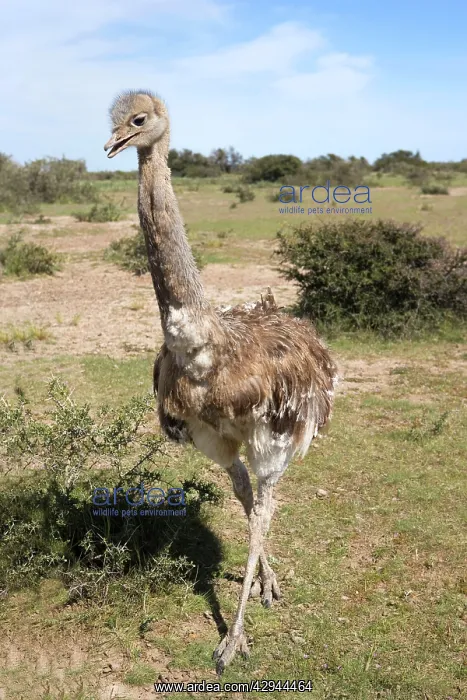 : Lesser / Darwin's Rhea : Lesser / Darwin's Rhea