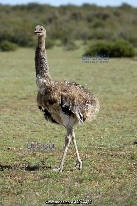  : Lesser  /  Darwin's Rhea
