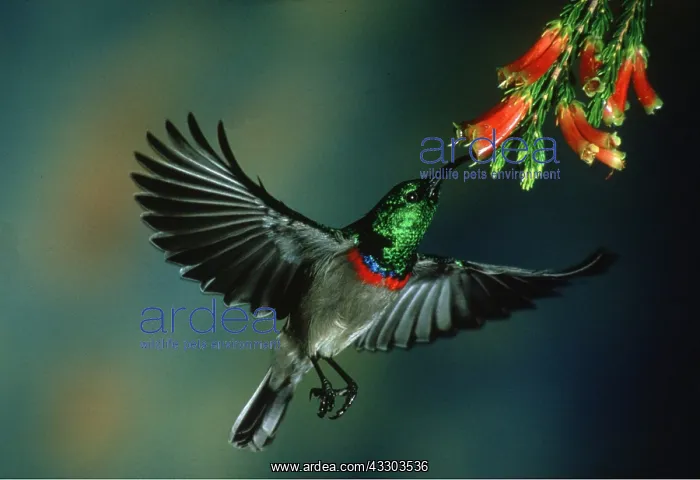 : Lesser Double-Collared Sunbird - male, hovering at flower : Lesser Double-Collared Sunbird - male, hovering at flower