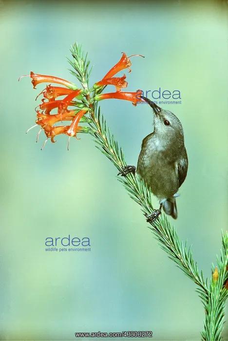 : Lesser Double-collared Sunbird - on plant : Lesser Double-collared Sunbird - on plant