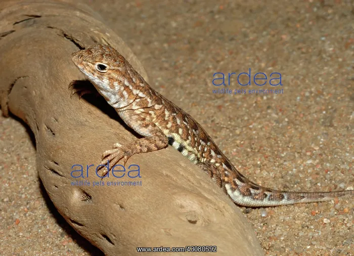 : Lesser Earless Lizard : Lesser Earless Lizard