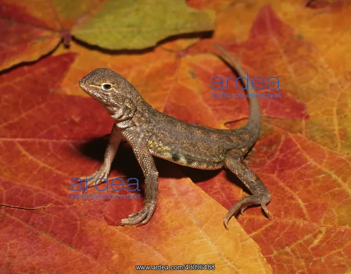 : Lesser Earless Lizard : Lesser Earless Lizard