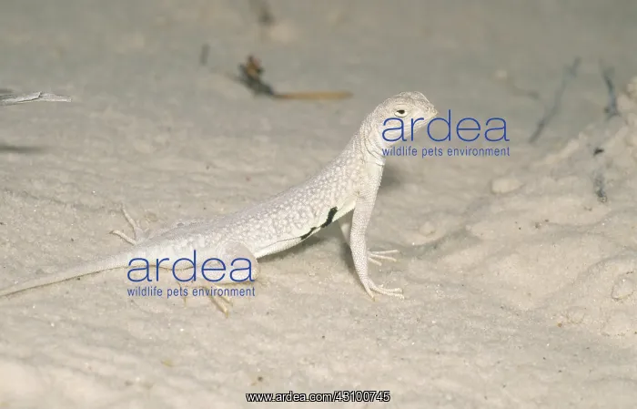  : Lesser Earless Lizard