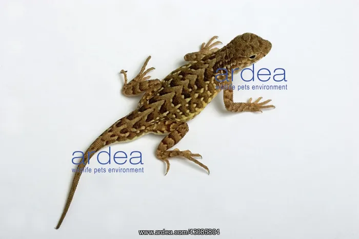 : Lesser Earless Lizard (Holbrookia maculata) : Lesser Earless Lizard (Holbrookia maculata)