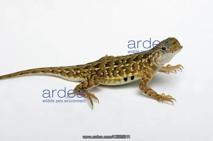 : Lesser Earless Lizard (Holbrookia maculata) : Lesser Earless Lizard (Holbrookia maculata)