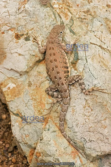 : Lesser Earless Lizard - On rock : Lesser Earless Lizard - On rock