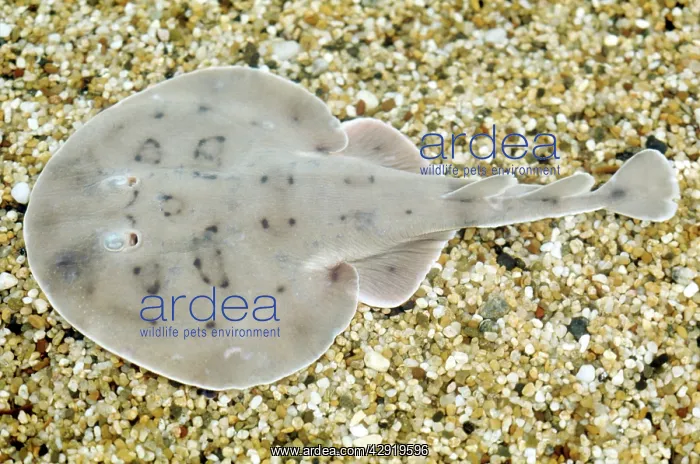 : Lesser Electric Ray : Lesser Electric Ray