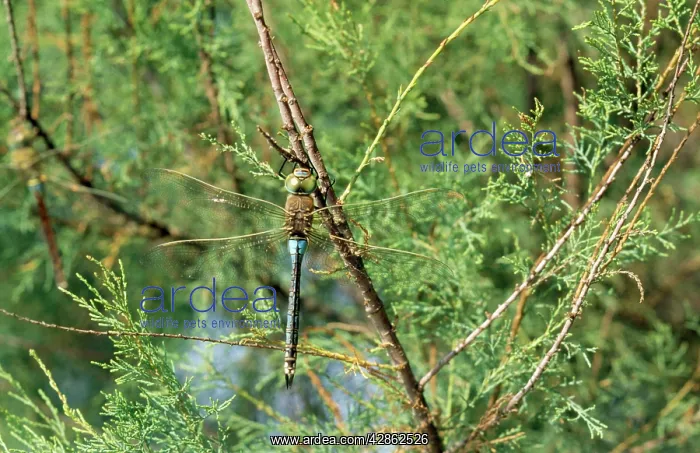 : Lesser Emperor Dragonfly : Lesser Emperor Dragonfly