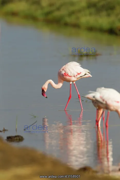 : Lesser Flamigo : Lesser Flamigo