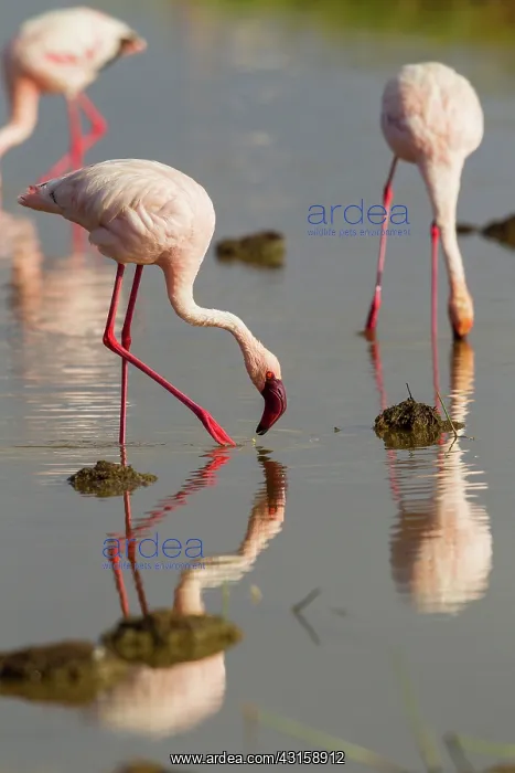: Lesser Flamigo : Lesser Flamigo