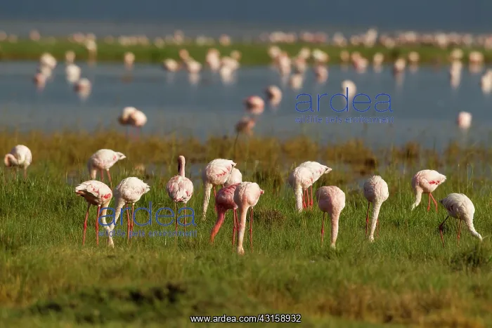 : Lesser Flamigo : Lesser Flamigo