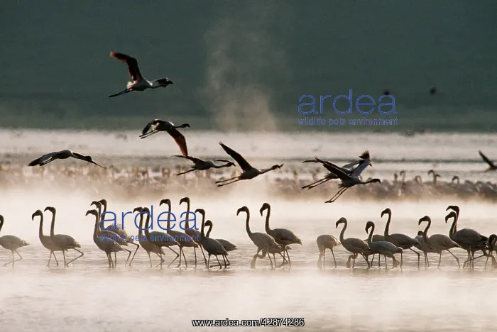  : Lesser Flamingo