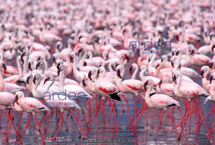 : Lesser Flamingo : Lesser Flamingo