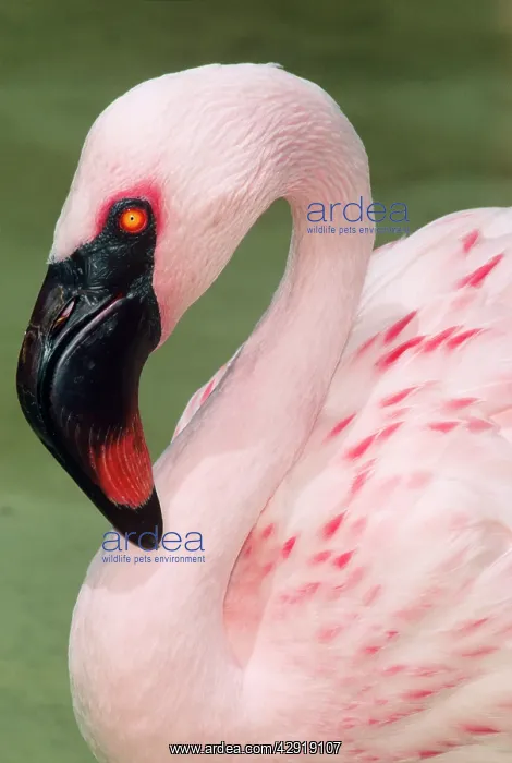  : Lesser Flamingo