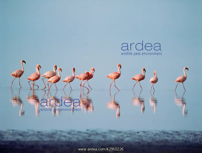 : Lesser Flamingo : Lesser Flamingo