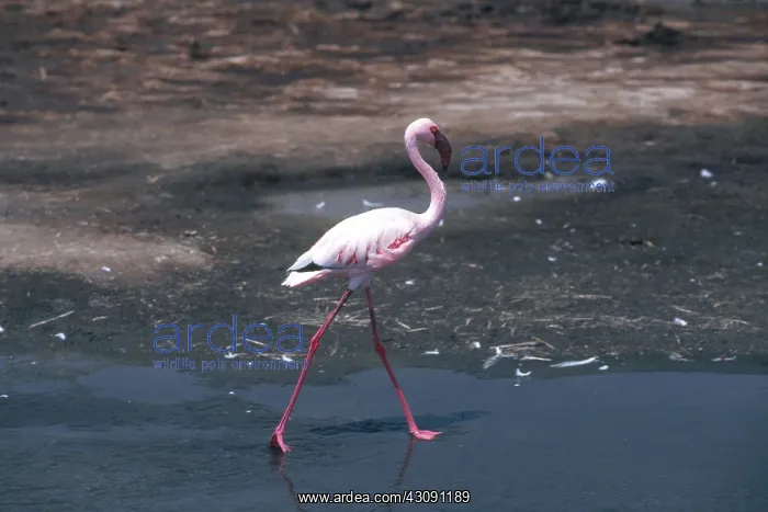 : Lesser Flamingo : Lesser Flamingo