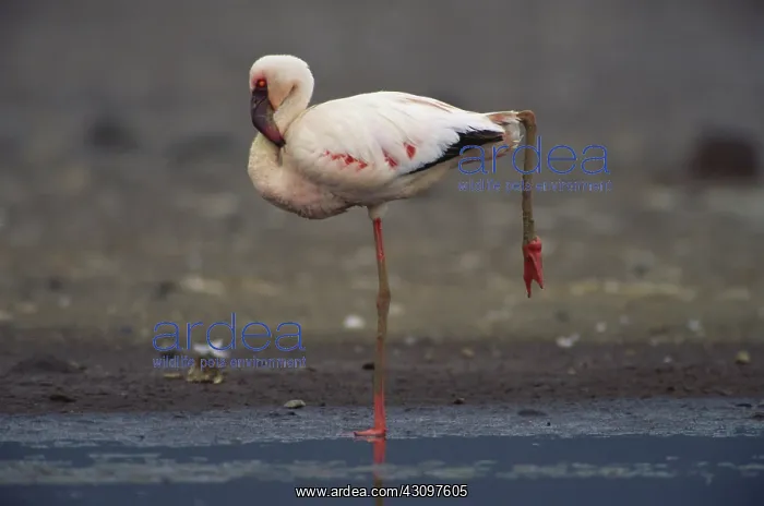 : Lesser Flamingo : Lesser Flamingo