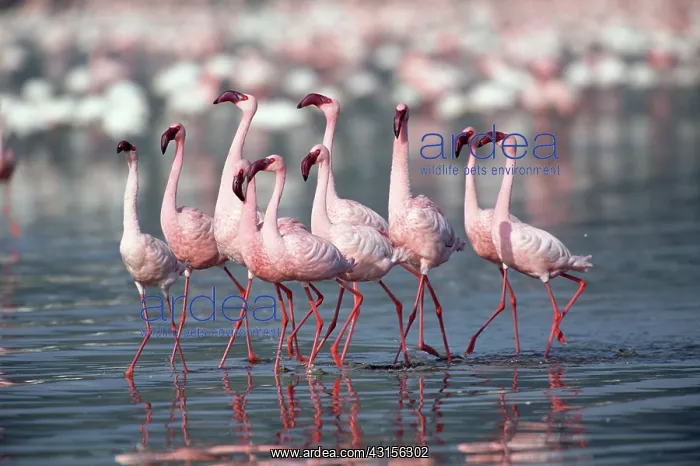 : Lesser Flamingo : Lesser Flamingo