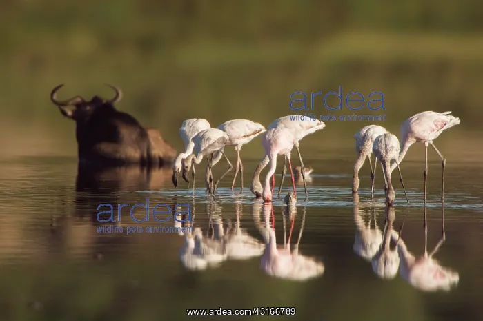 : Lesser Flamingo : Lesser Flamingo
