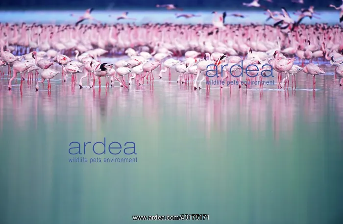 : Lesser Flamingo : Lesser Flamingo