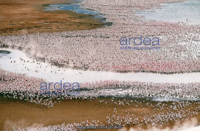  : Lesser FLAMINGO - aerial of Lake Bogoria