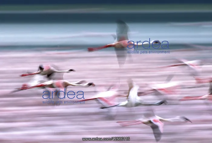  : Lesser Flamingo - in flight