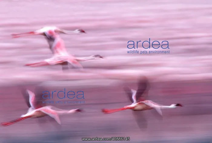  : Lesser Flamingo - in flight