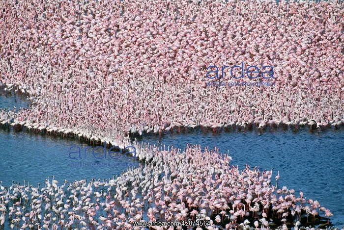  : Lesser Flamingo - flock